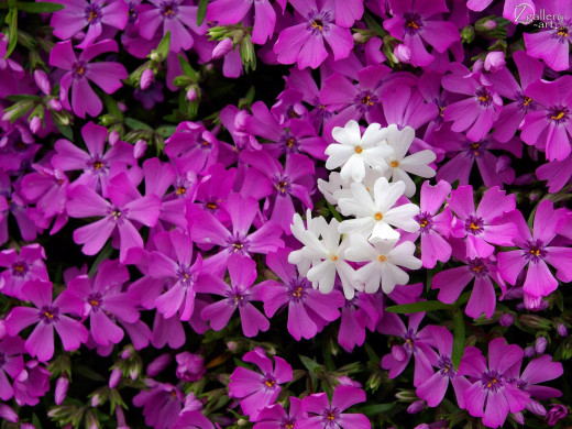 431139 (a): :1600x1200